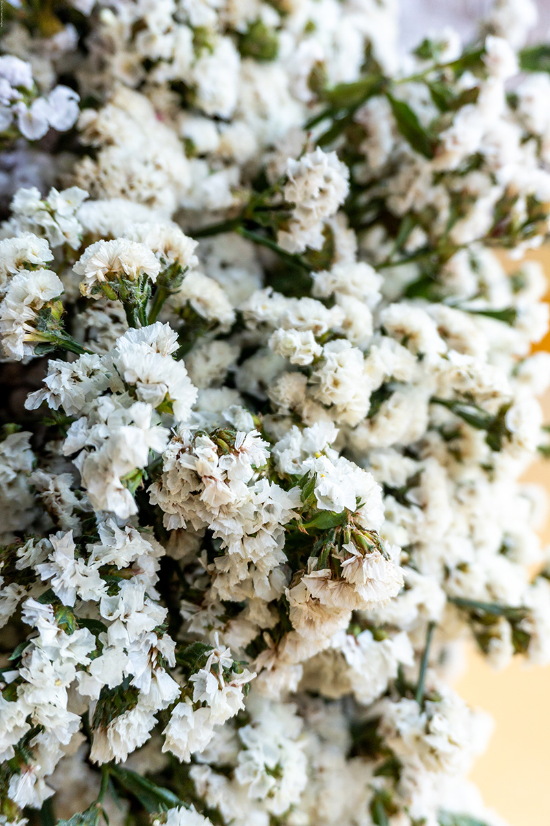 white flowers royalty free images